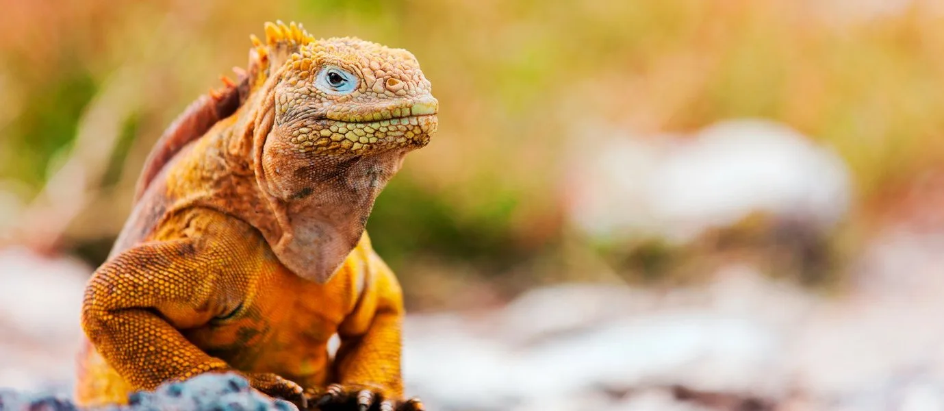 Ecuador: Amazon Adventure & Galapagos Discovery