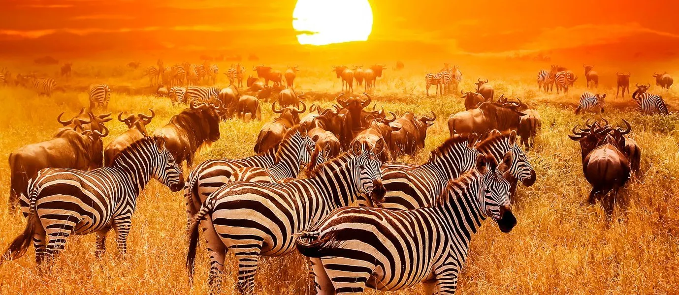 South Africa: Cape & Kruger Explorer