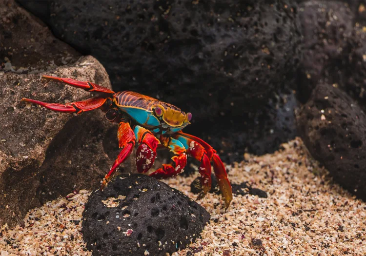 Galápagos Islands - 9 of the Best Isles