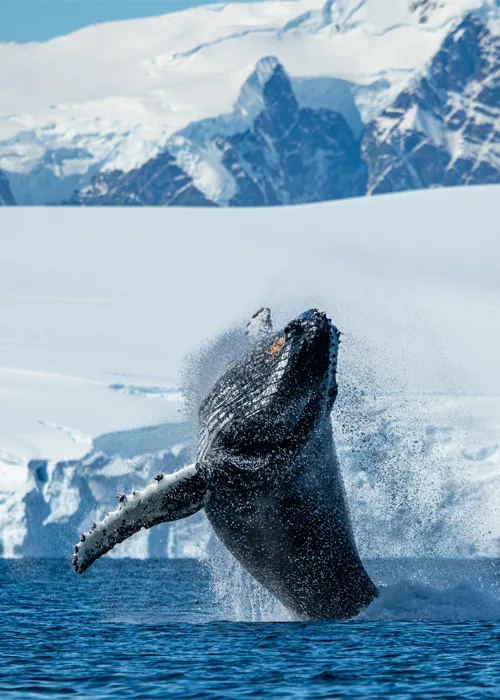 Emblematic Antarctica