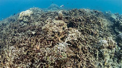 Coral reef rehabilitation