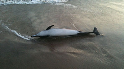 Marine life rescue