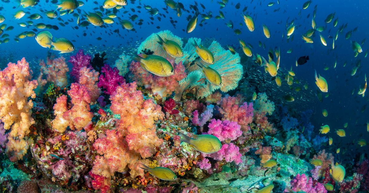 5 Tipps für den Schutz der Korallenriffe in deinem Urlaub