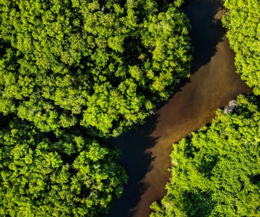 Aerial view of a lush green forest with a winding brownish river running through it.