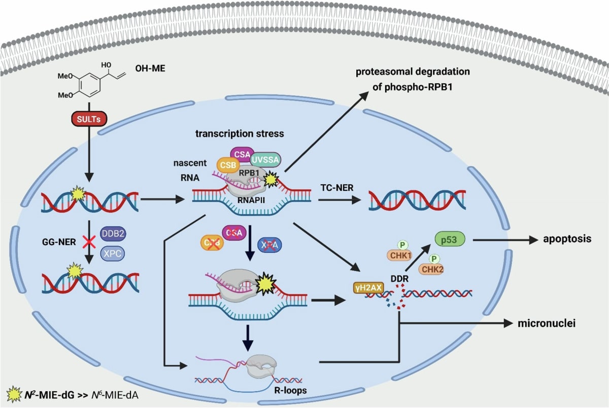 Hidden DNA Risk in Common Herbs: How Methyleugenol in Basil and Fennel May Harm Liver Cells