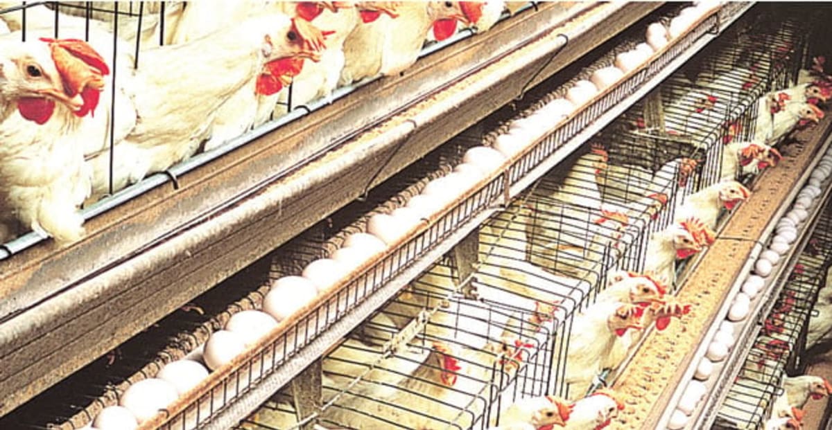 Nigeria’s Poultry Crisis Threatens Protein Supply and Public Health