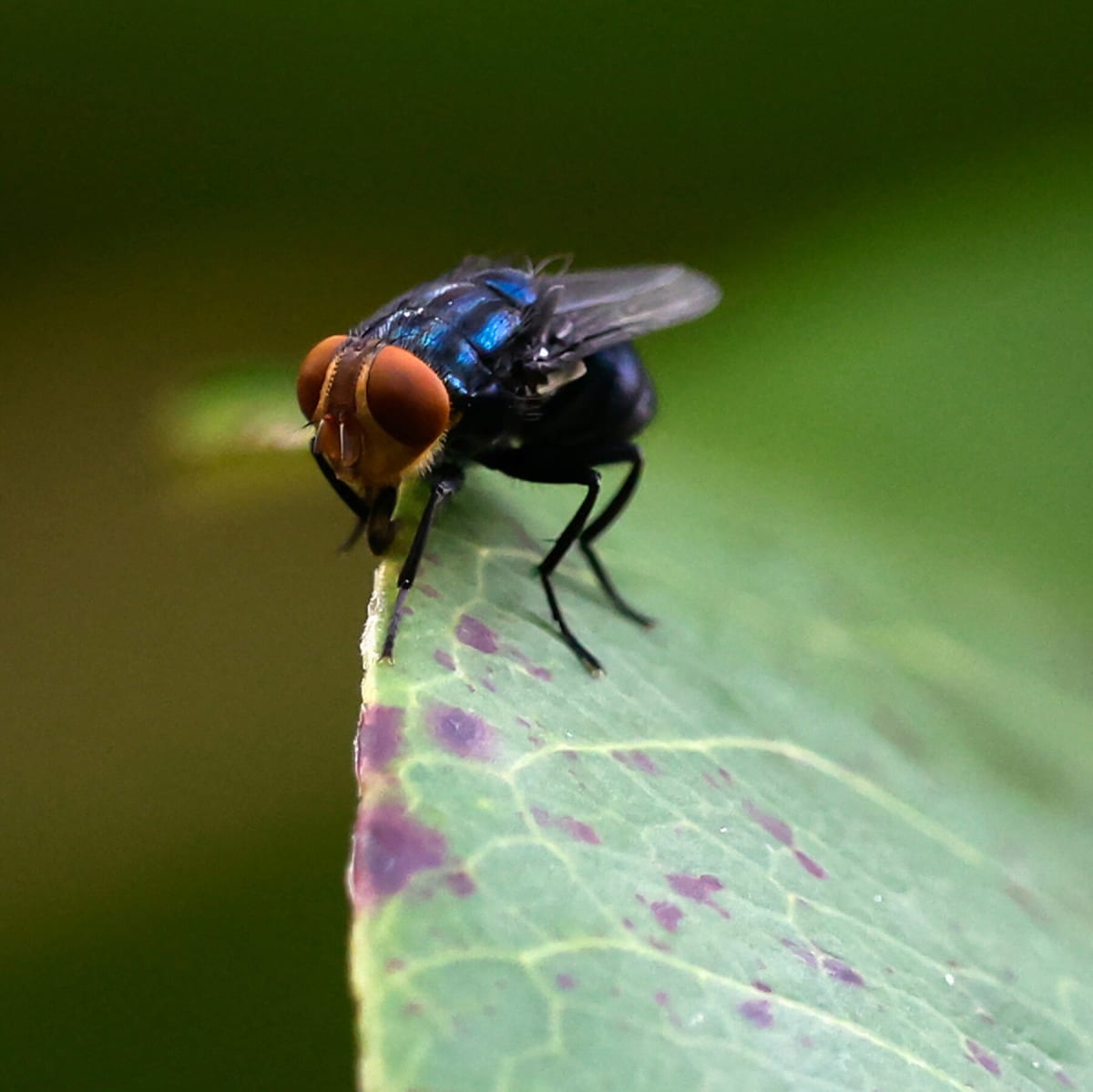 U.S. Faces Growing Threat from Screwworm Parasite as Cases Spread Beyond Livestock