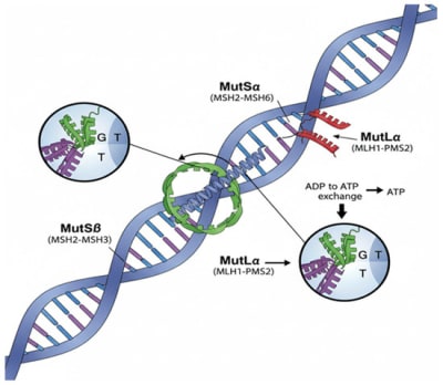 Constitutional MLH1 Methylation: A Rare but Critical Cause of Lynch Syndrome Overlooked in Clinical Practice