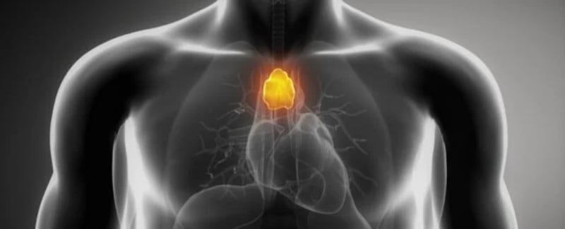 AI Exposes the Thymus as a Lifelong Immune Powerhouse, Challenging Decades of Medical Dogma