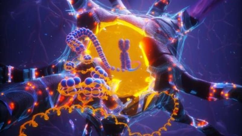 APOE2 Gene Variant Emerges as Natural Shield Against Alzheimer’s and Brain Aging