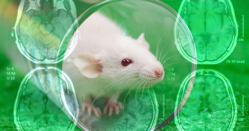 Nanotechnology Breakthrough Reverses Alzheimer's Symptoms in Mice, Heralding New Era in Neurodegenerative Treatment