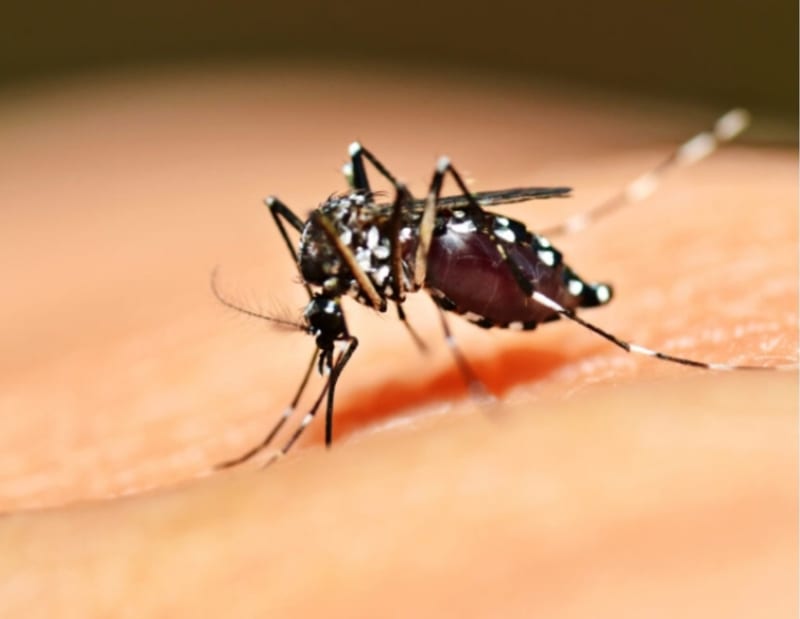 Climate Change Drives Surge in Tick and Mosquito Diseases Across Canada, Public Health Experts Warn