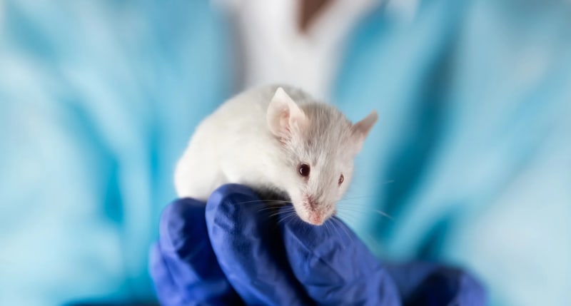 Breakthrough in Aging Research: Protein Boost Reverses Frailty in Older Mice, Offering Hope for Human Therapies
