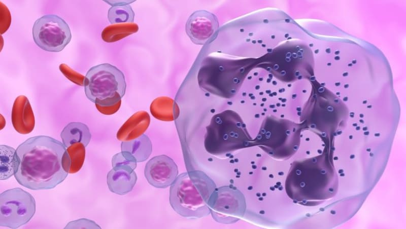Immune Cells Produce Schizophrenia Linked Protein, Stanford Study Reveals