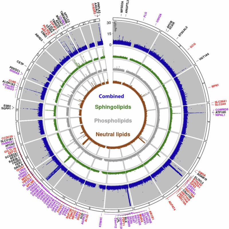 Breakthrough genetic mapping reveals 50 new lipid regulating regions, offering clues to aging and chronic diseases