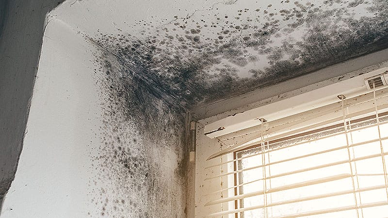 New York City’s Mold Busters Program Cuts Asthma ER Visits by Nearly 30% in Public Housing