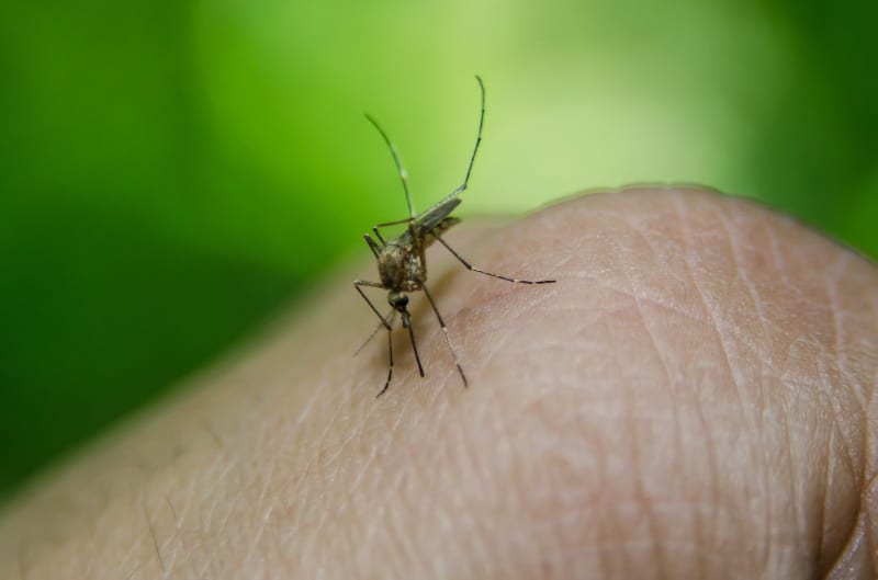 Dengue Vaccine Demonstrates Strong Safety Profile in Non Endemic Travelers, Study Finds
