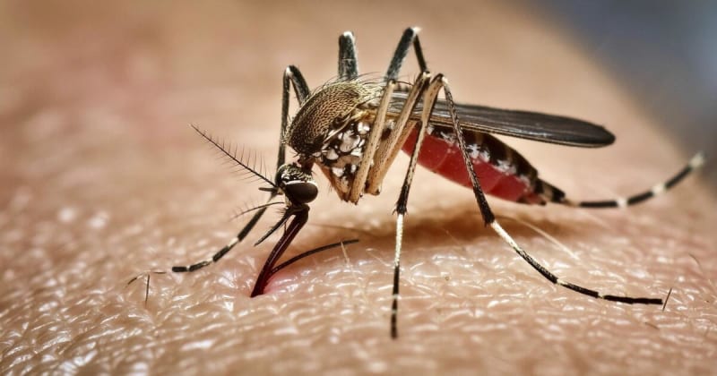 Google’s Sterile Mosquito Strategy: A High Tech Push to Curb Disease Transmission