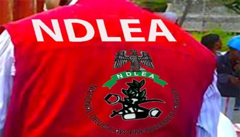 Kano Drug Crackdown: NDLEA Arrests 73 in Major Raids on Illicit Drug Hubs