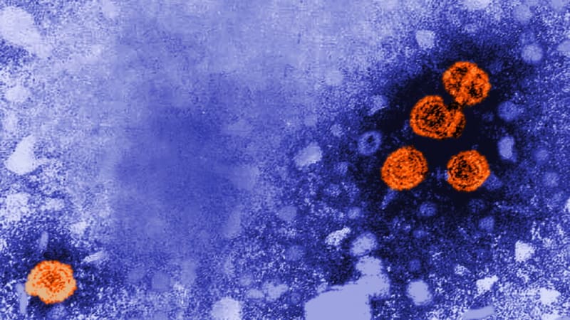 GSK’s Experimental Hepatitis B Therapy Achieves Functional Cure in Nearly 20% of Patients