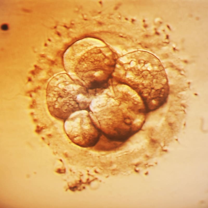 Gene Editing Breakthrough in Embryos Sparks Ethical and Medical Debate