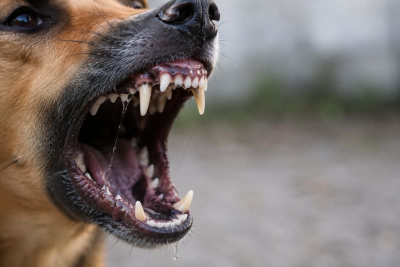 Rabies Outbreak in Nigeria's Capital: Eight Cases Confirmed as Health Officials Urge Immediate Action