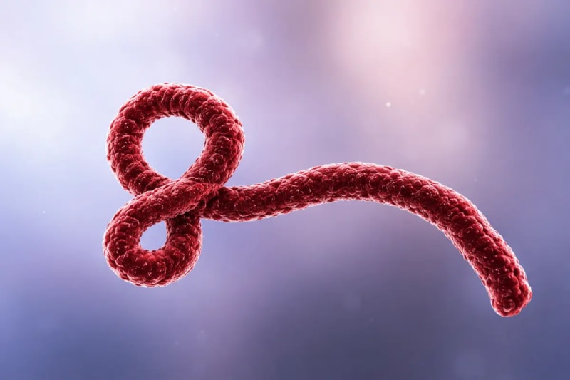 Uganda and DRC Uncover New Bundibugyo Ebola Variant: A Turning Point for Outbreak Science