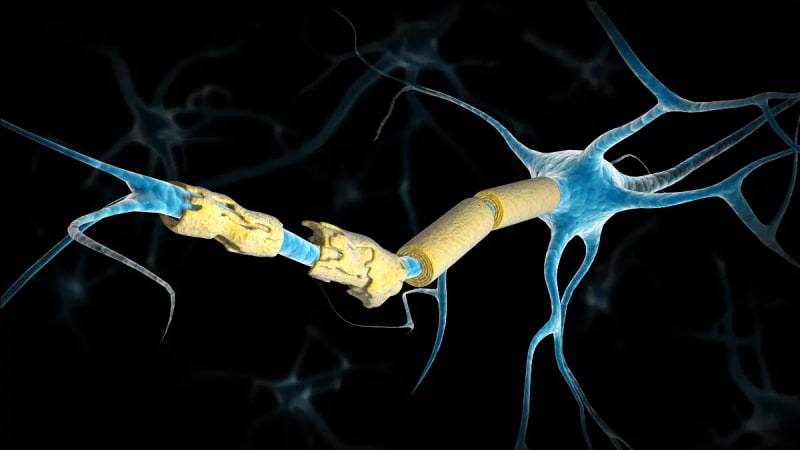 Breakthrough Discovery: How Gut Immune Cells May Hold the Key to MS Treatment Success
