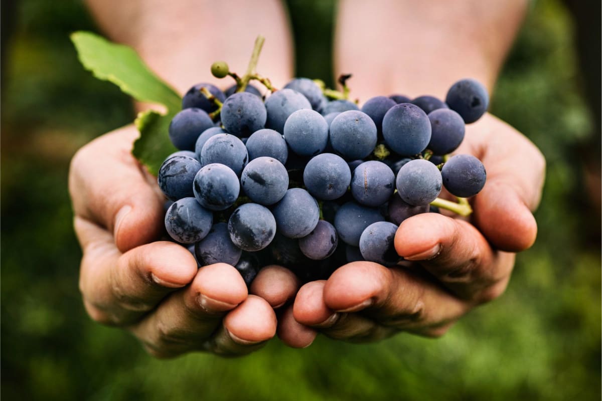 New Research Shows Grapes May Enhance Skin’s Natural Defense Against UV Damage