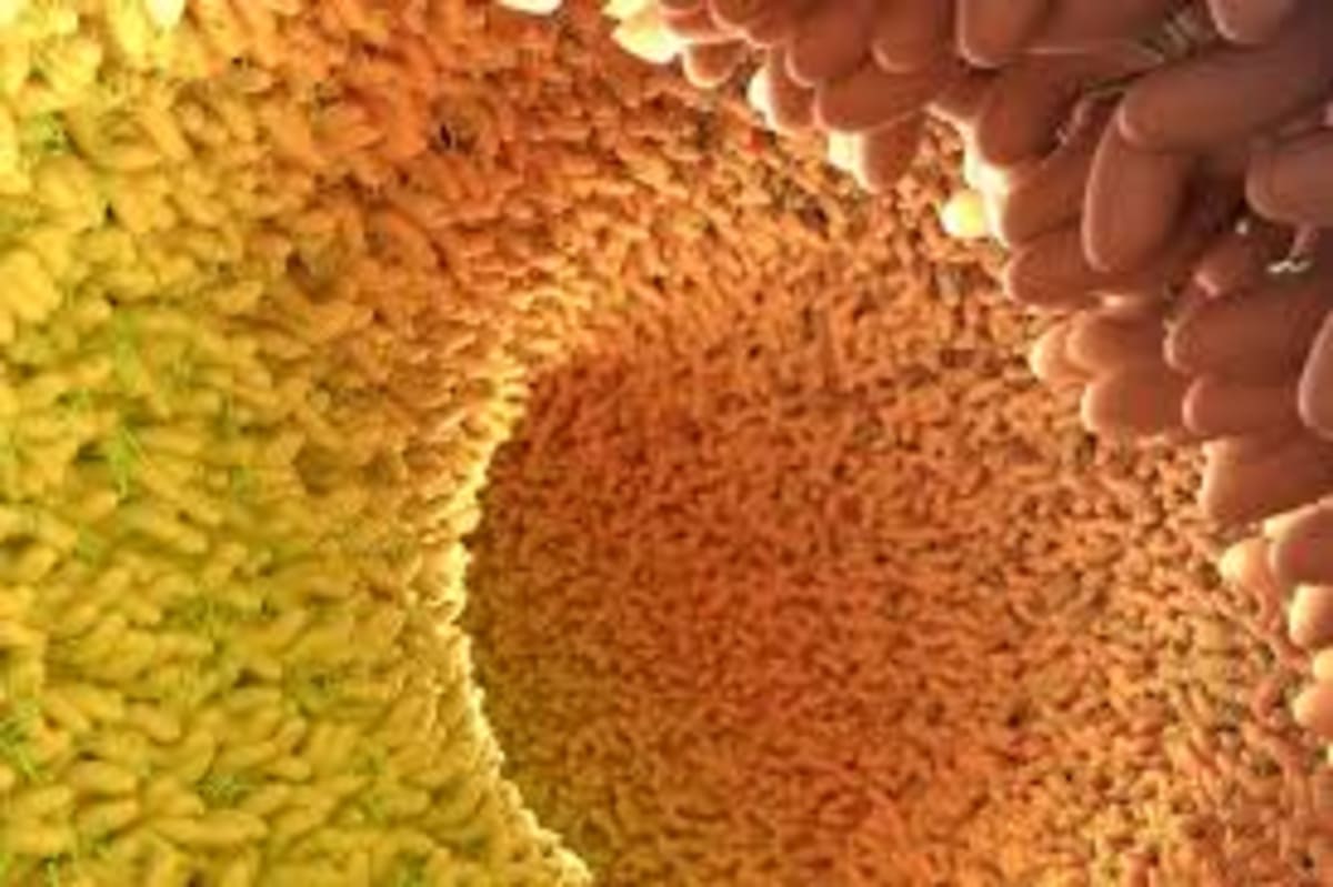 Groundbreaking Research Reveals How Gut Health May Accelerate Aging and Chronic Disease