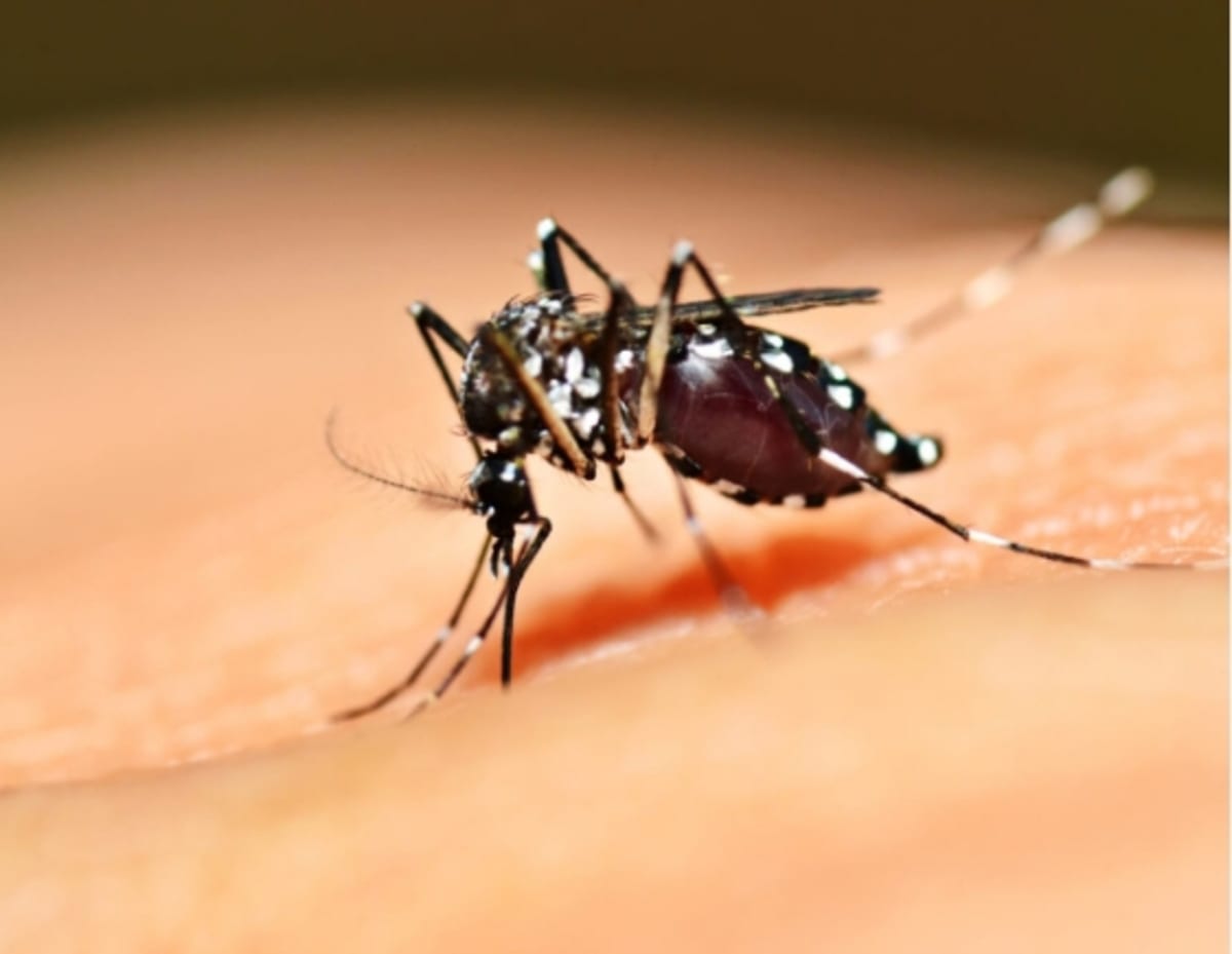 Climate Change Drives Surge in Tick and Mosquito Diseases Across Canada, Public Health Experts Warn