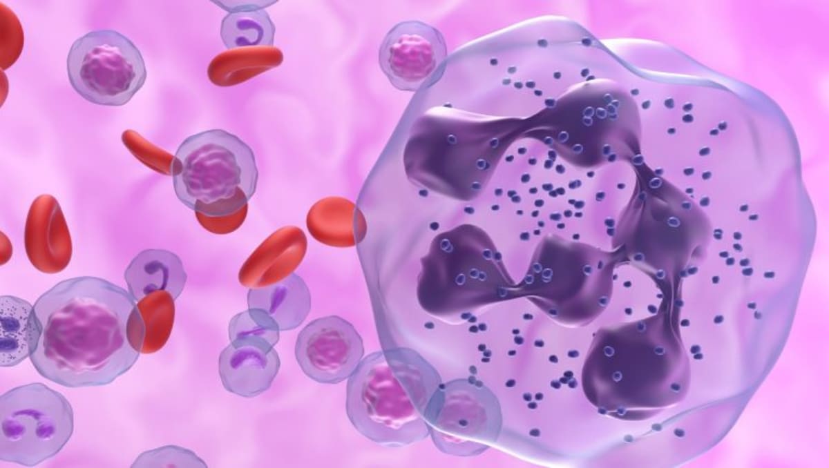 Immune Cells Produce Schizophrenia Linked Protein, Stanford Study Reveals