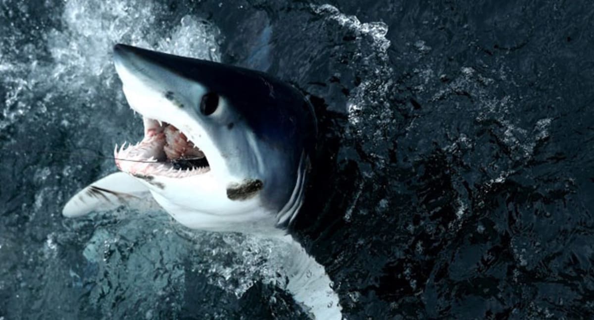 Great White Shark Kills Swimmer Off Western Australia: First Fatal Attack in 14 Months Triggers Safety Alerts