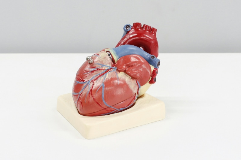 Newly Identified Heart Failure Subtype Signals High Risk Prognosis, Researchers Warn