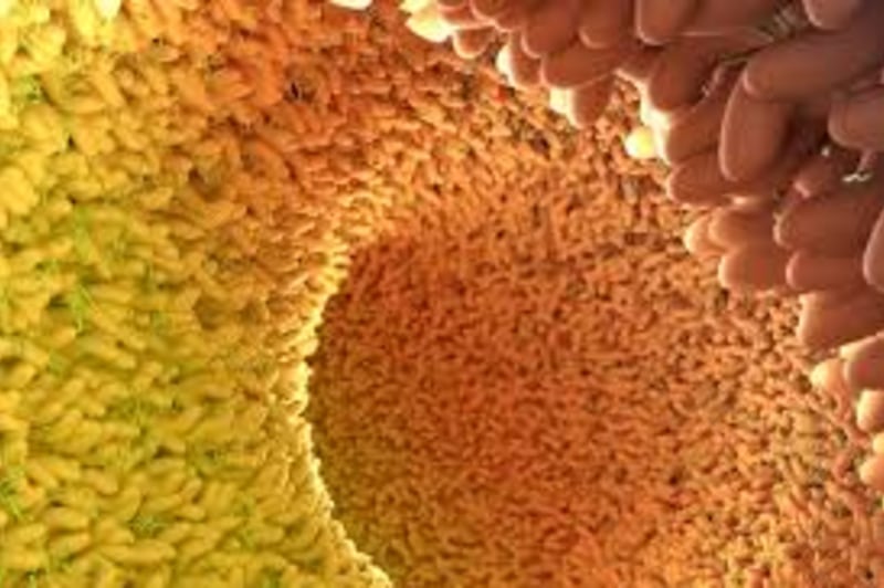 Groundbreaking Research Reveals How Gut Health May Accelerate Aging and Chronic Disease