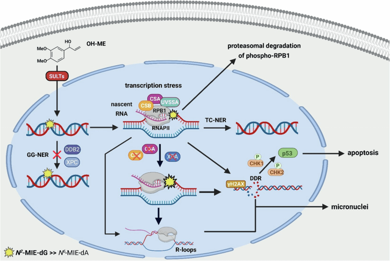 Hidden DNA Risk in Common Herbs: How Methyleugenol in Basil and Fennel May Harm Liver Cells