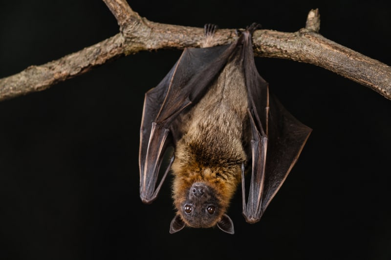 Bundibugyo Ebola Virus Remains an Enigma: The Hunt for Its Hidden Animal Host