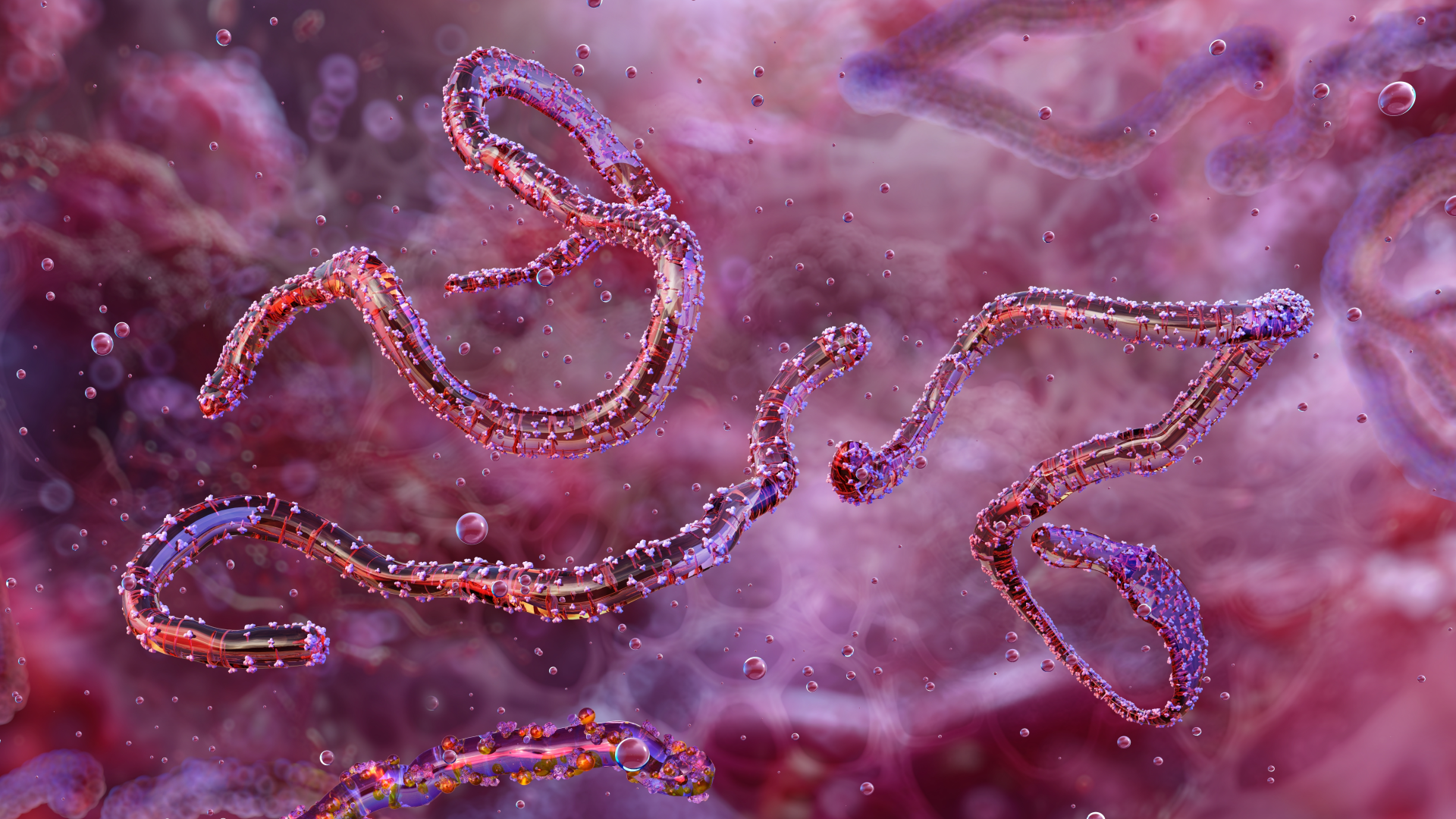 Understanding Marburg Virus Disease: Symptoms, Spread, and Prevention