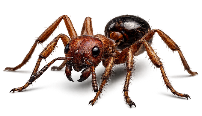 General Pest Control