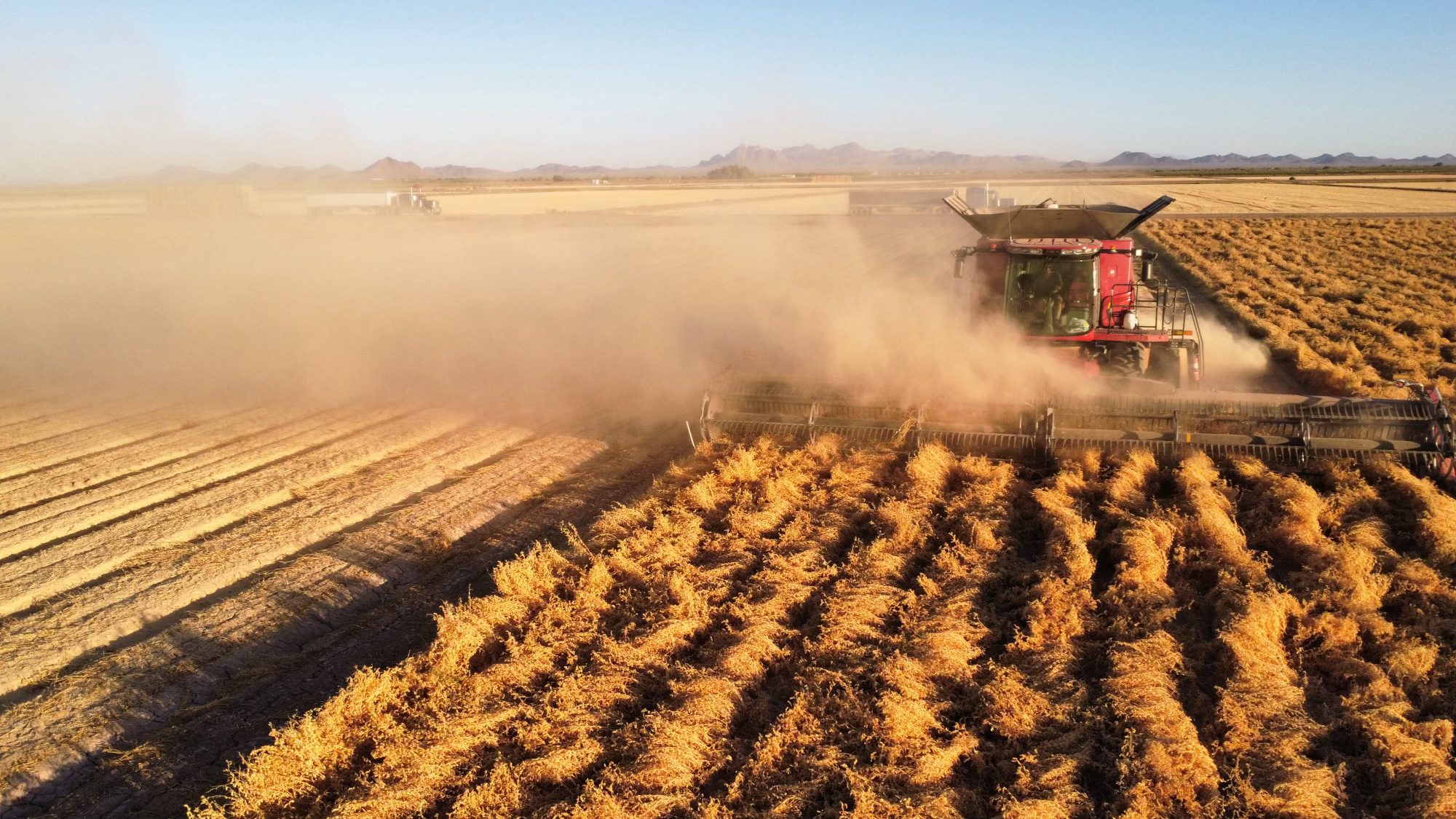 Arizona Organic Beans farm