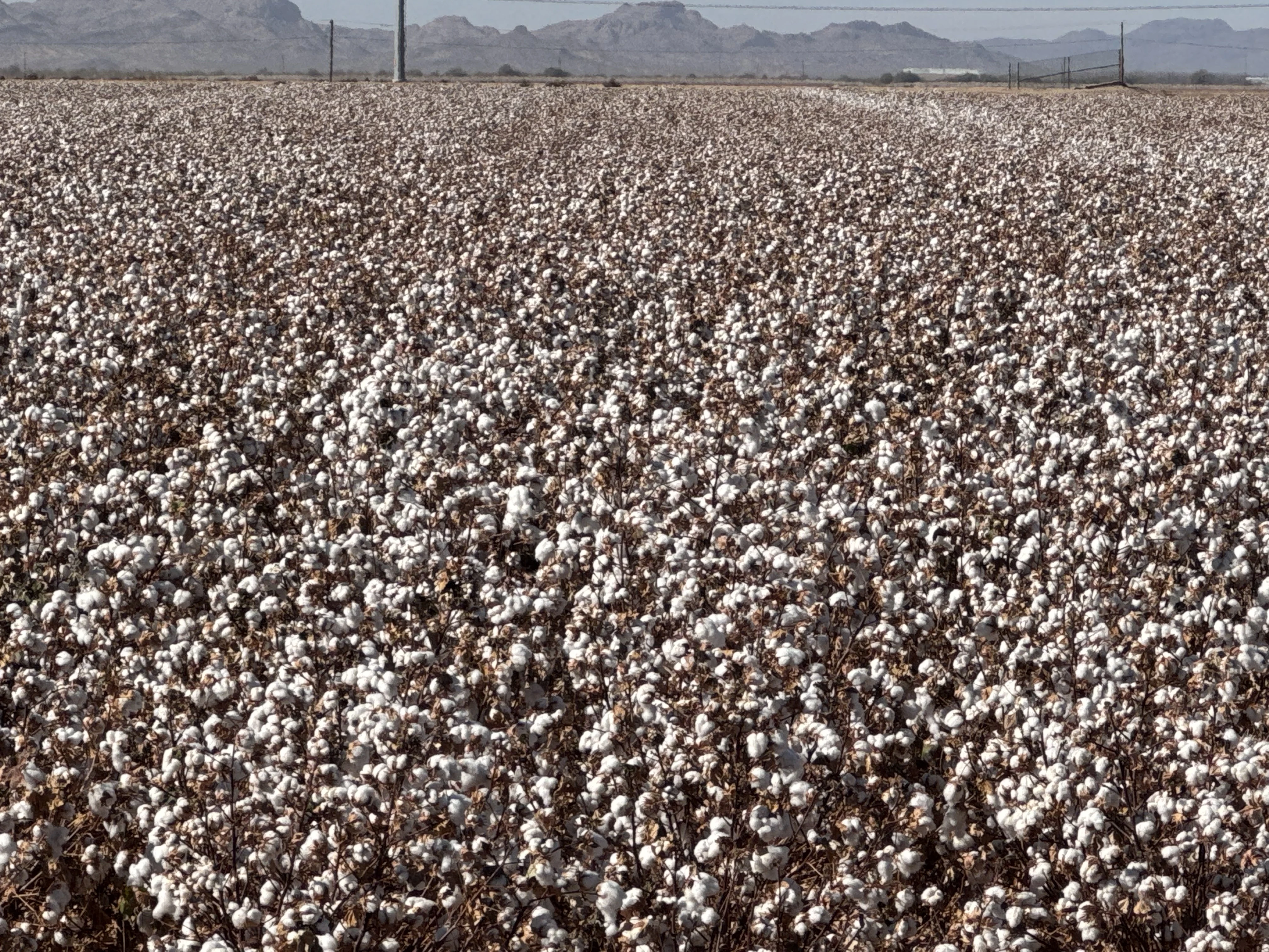 Arizona Organic Beans farm