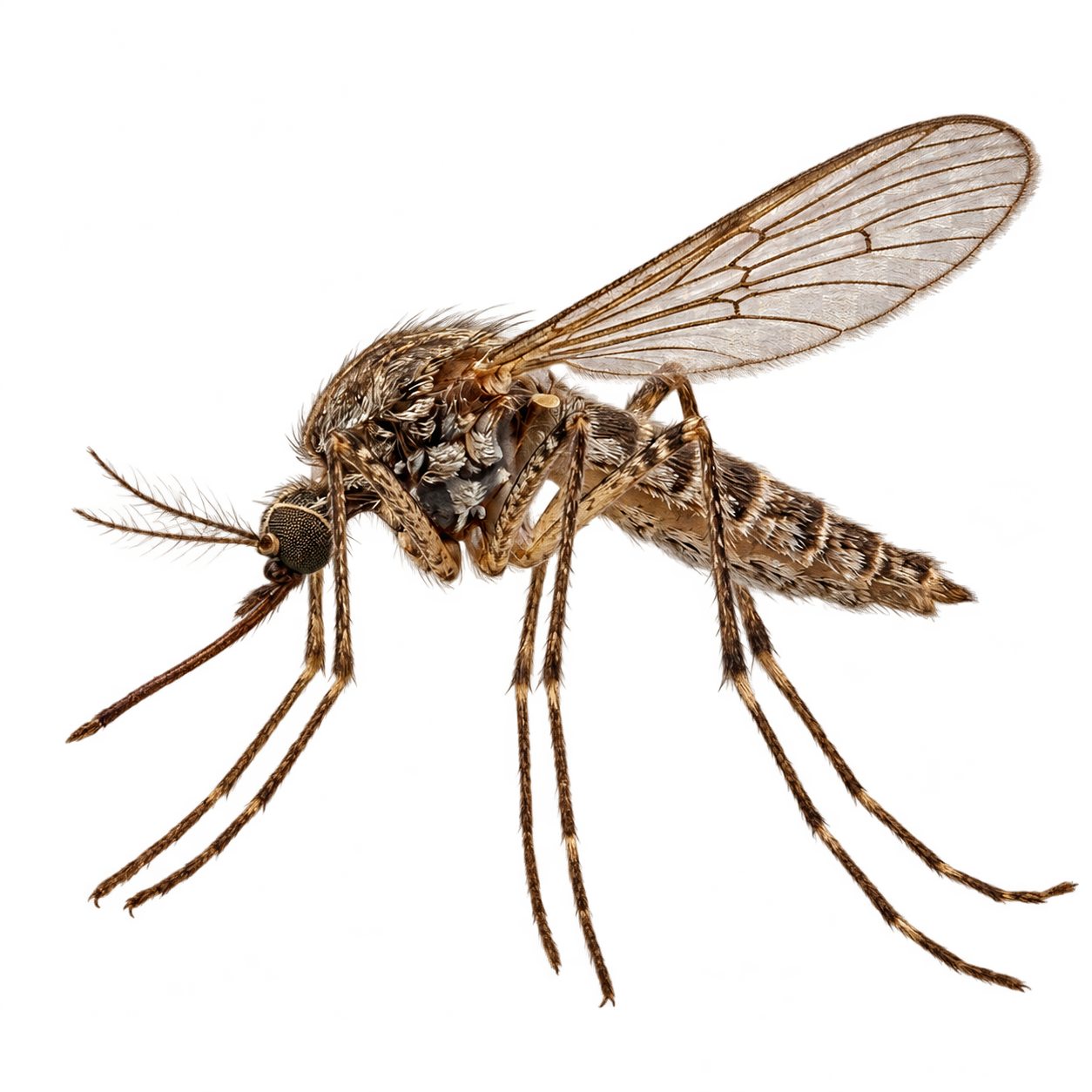 Mosquito Control