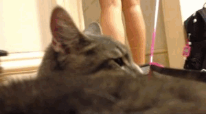 Kitten gets a ride down the hall