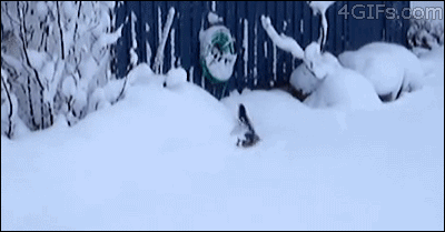 hopping snow kitten