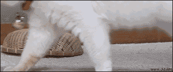 turtle kitten under basket