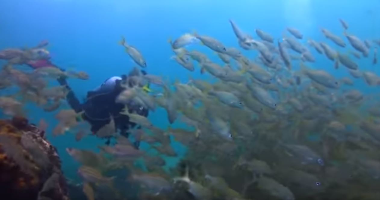 Serito Pinnacle. 111 Serito Pinnacle.