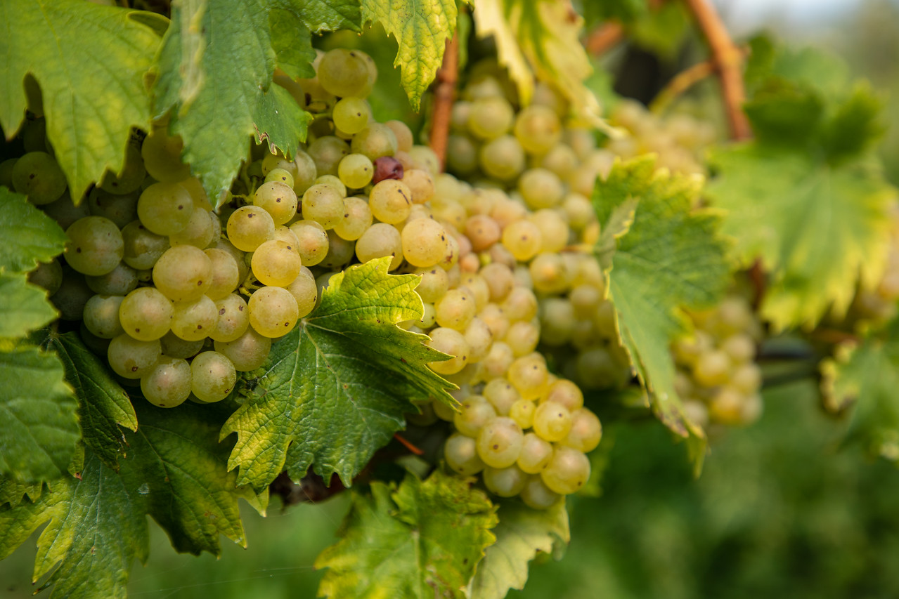 Словенская еда и вино Виноград 11 Словенская еда и вино Виноград