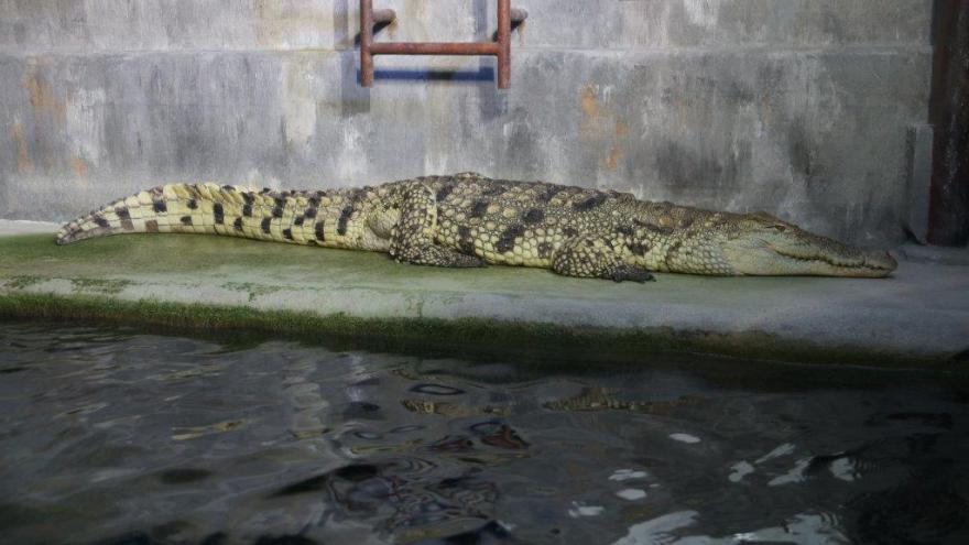 Крокодил Легенды о Парижских катакомбах 111 Крокодил Легенды о Парижских катакомбах