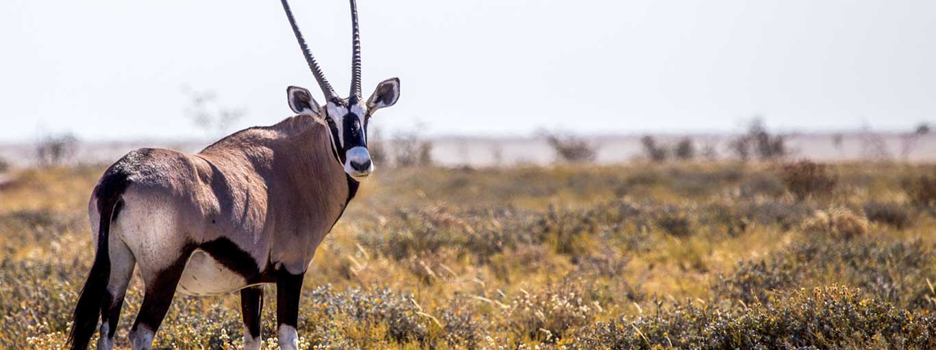 Сафари по Южной Танзании в Руаха Микуми Удзунгва 111 Сафари по Южной Танзании в Руаха Микуми Удзунгва