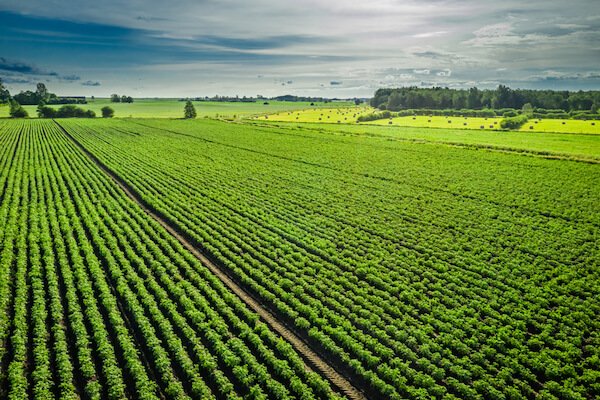 картофельное поле в Польше Большое картофельное поле в Польше